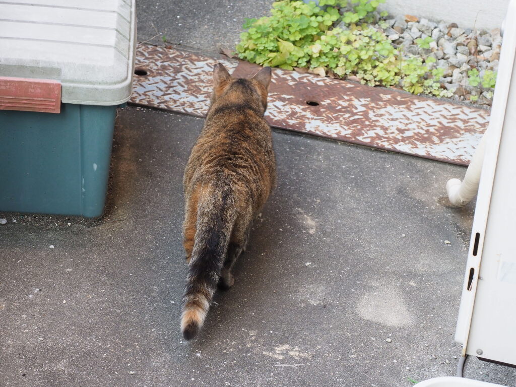 「追跡」♪