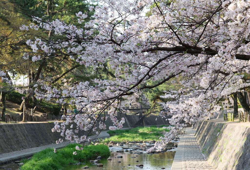 川沿いの桜♪