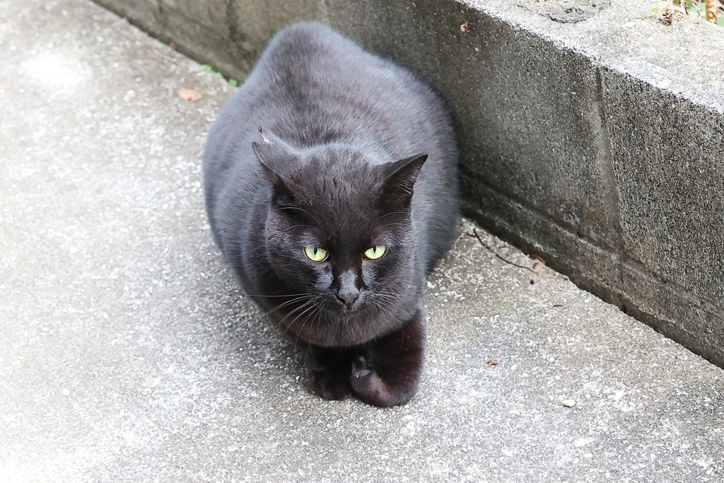 「大クロネコ」来た♪