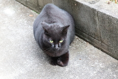 「大クロネコ」来た♪