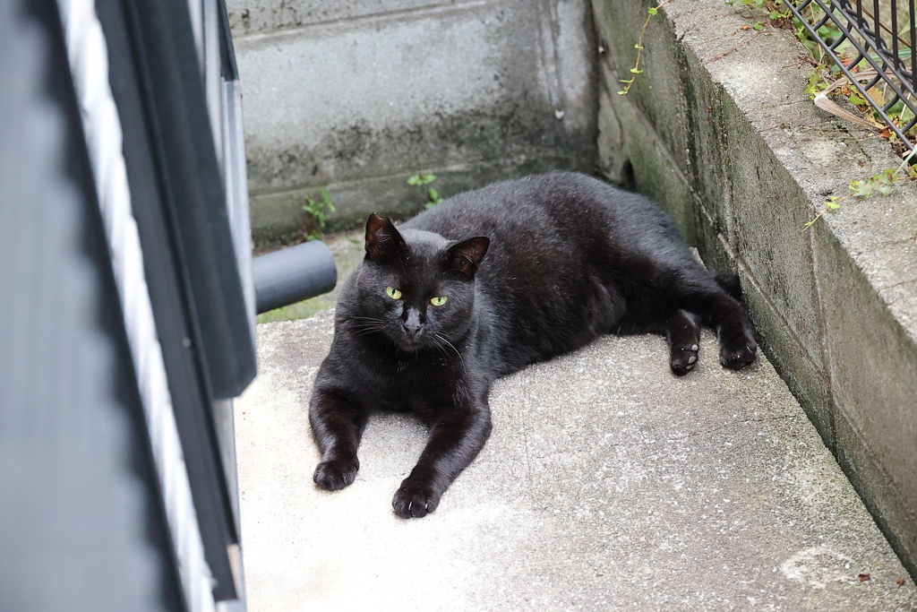 「クロネコ」百態♪