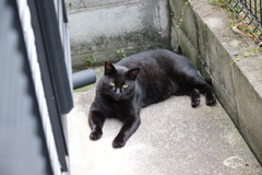 「クロネコ」百態♪