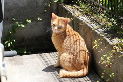 強い日差し（難問発生）