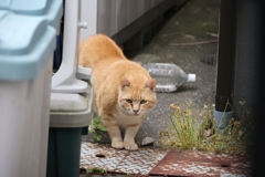 「クロネコ」VS「大茶トラ」♪