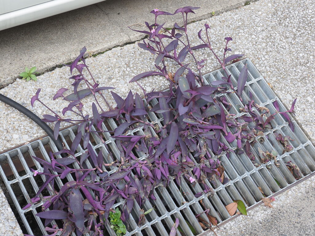 「ど根性植物」♪
