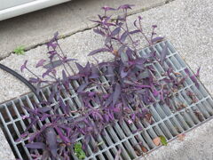 「ど根性植物」♪