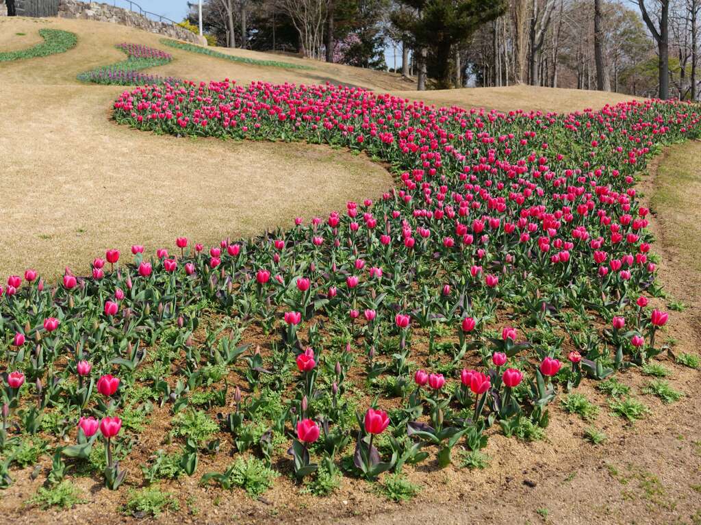 チューリップ畑♪