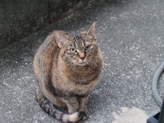 「冷え込み」♪ 「冷え込み」♪