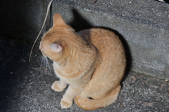 一番乗り（4：50）