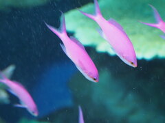 「ハナゴイ」♪