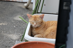 願いは、叶う♪