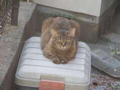 「食後の休憩」♪