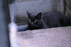 暗闇に「クロネコ」♪