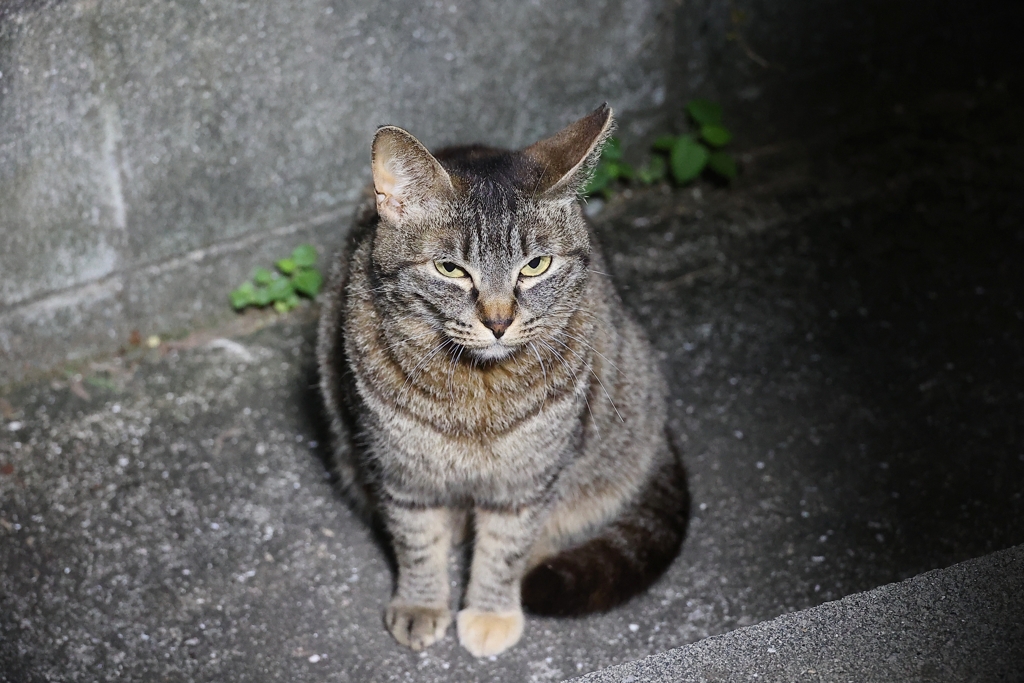 夜明け前　♪（こんな時間に）