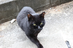 クロネコ大接近♪