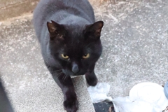 迫るクロネコ（大寒波）♪