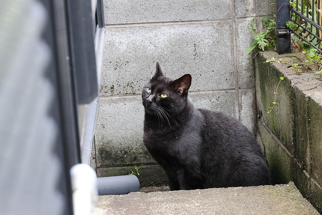 「クロネコ」の記憶♪