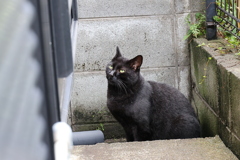 「クロネコ」の記憶♪