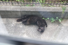 寝返り♪