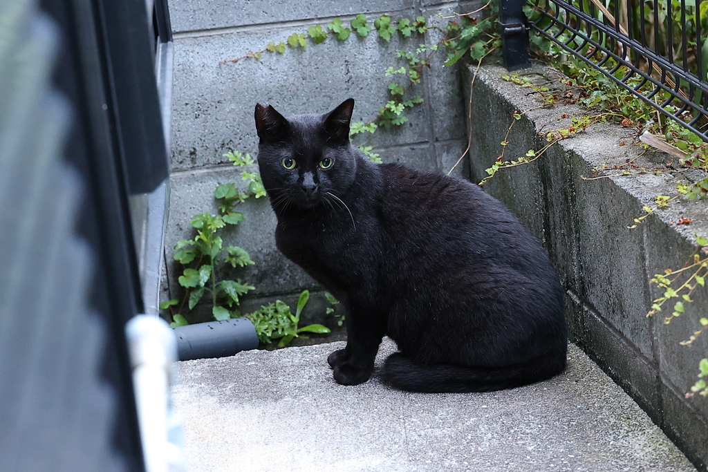 雨上がりの朝　♪