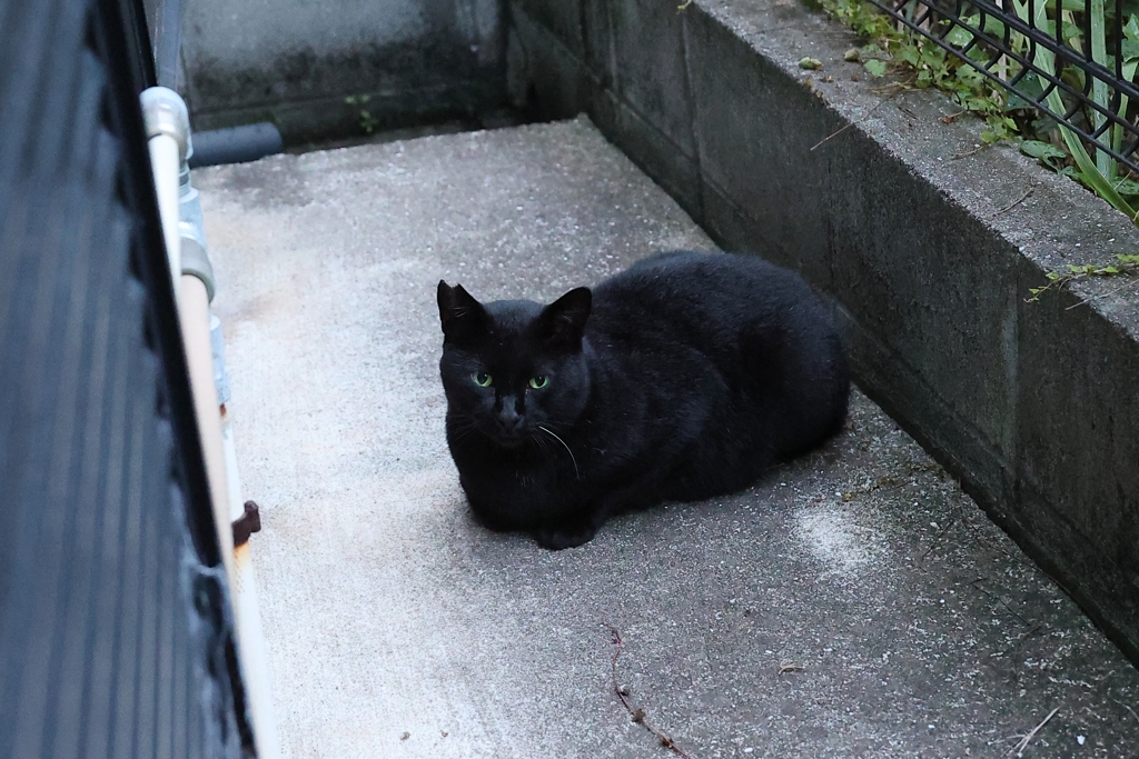 「クロネコ」ドール♪