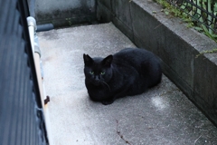 「クロネコ」ドール♪