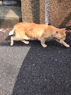 「逃げる、逃げる」（続編）♪