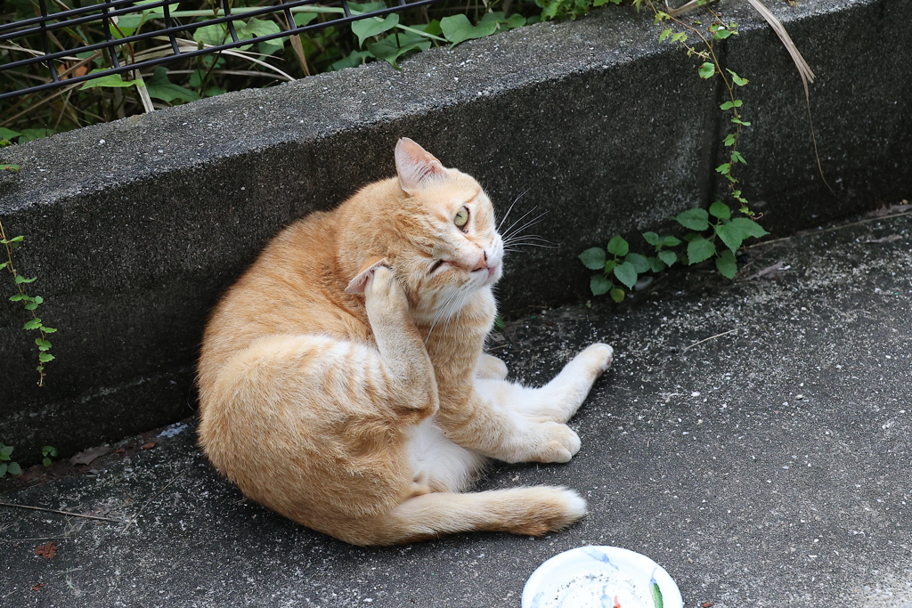食後のひととき♪