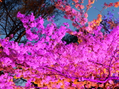 金星と夜桜♪