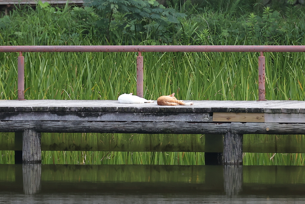 どこまでもシンクロ♪