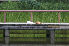 どこまでもシンクロ♪