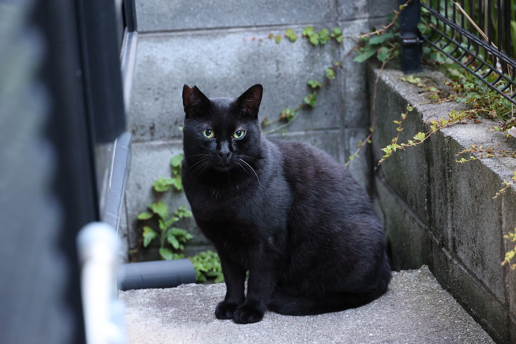 Green　Eyes（二番手）