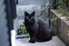 Green　Eyes（二番手）