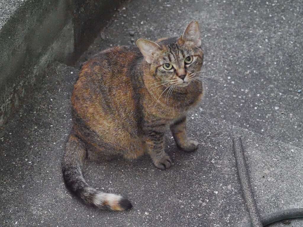 「まだら色のねこ」♪