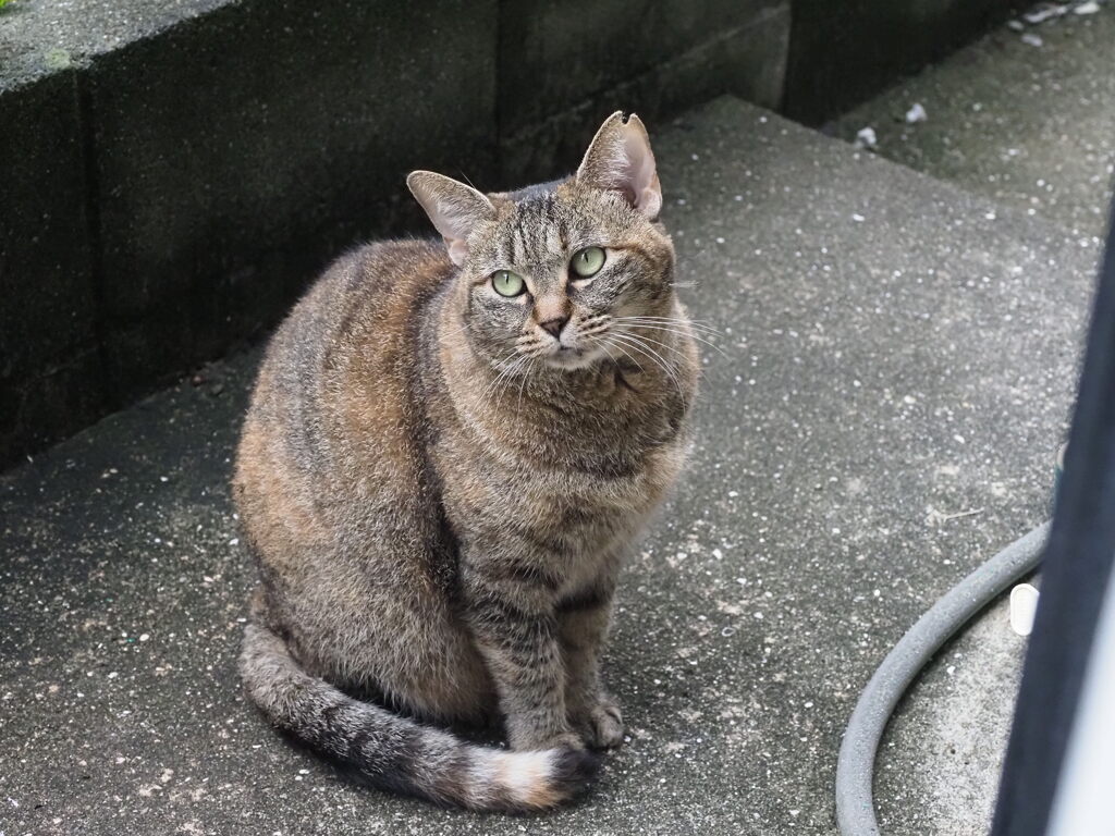 「雨上がる」♪