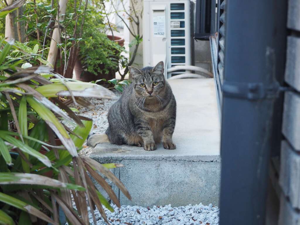 良く来たね（サバトラ）♪