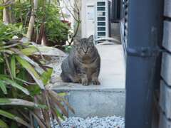 良く来たね（サバトラ）♪