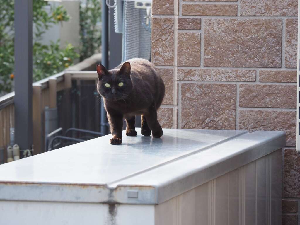 気付かれた♪
