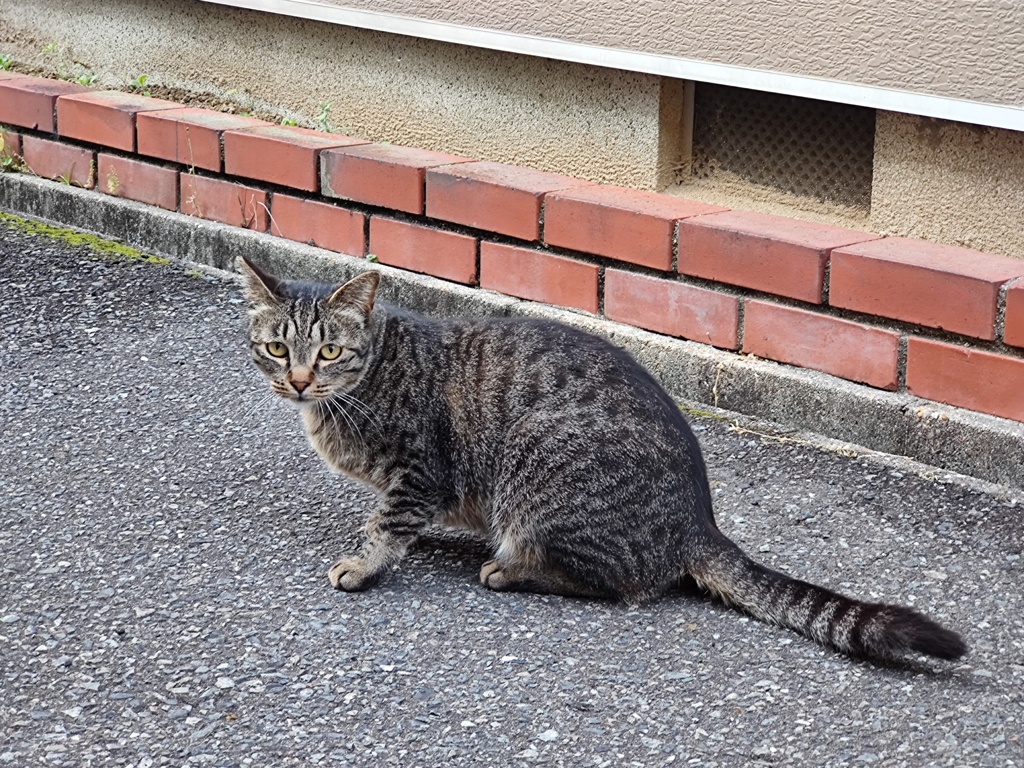 サバトラ発見♪♪