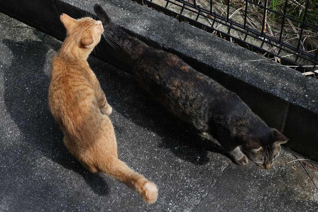 類は、友を呼ぶ（中サバトラ）♪