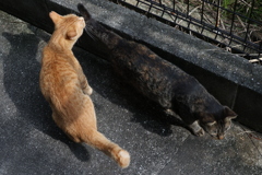 類は、友を呼ぶ（中サバトラ）♪