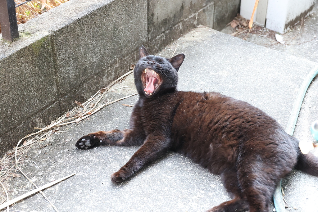 午後は、眠いのだ♪