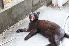 午後は、眠いのだ♪