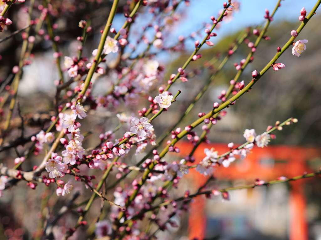咲いてきた♪