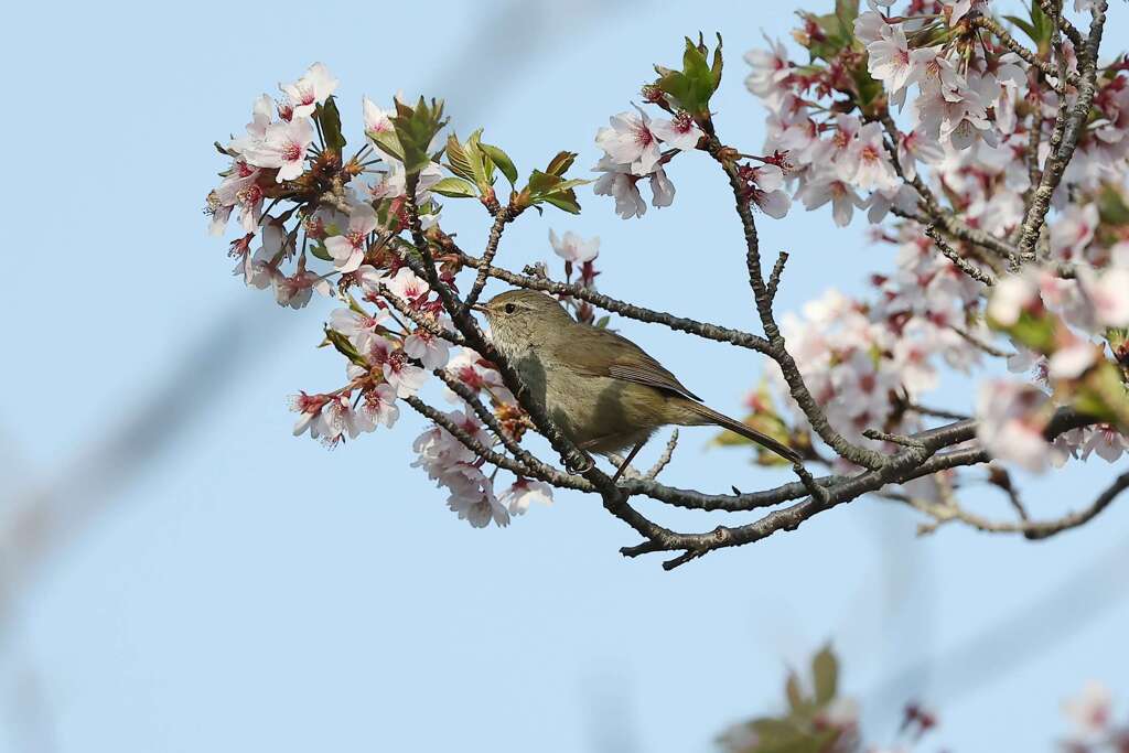 SAKURA♪