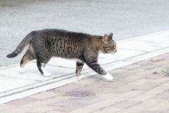 歩く♪