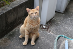 今日も来たよ（中茶トラ）♪