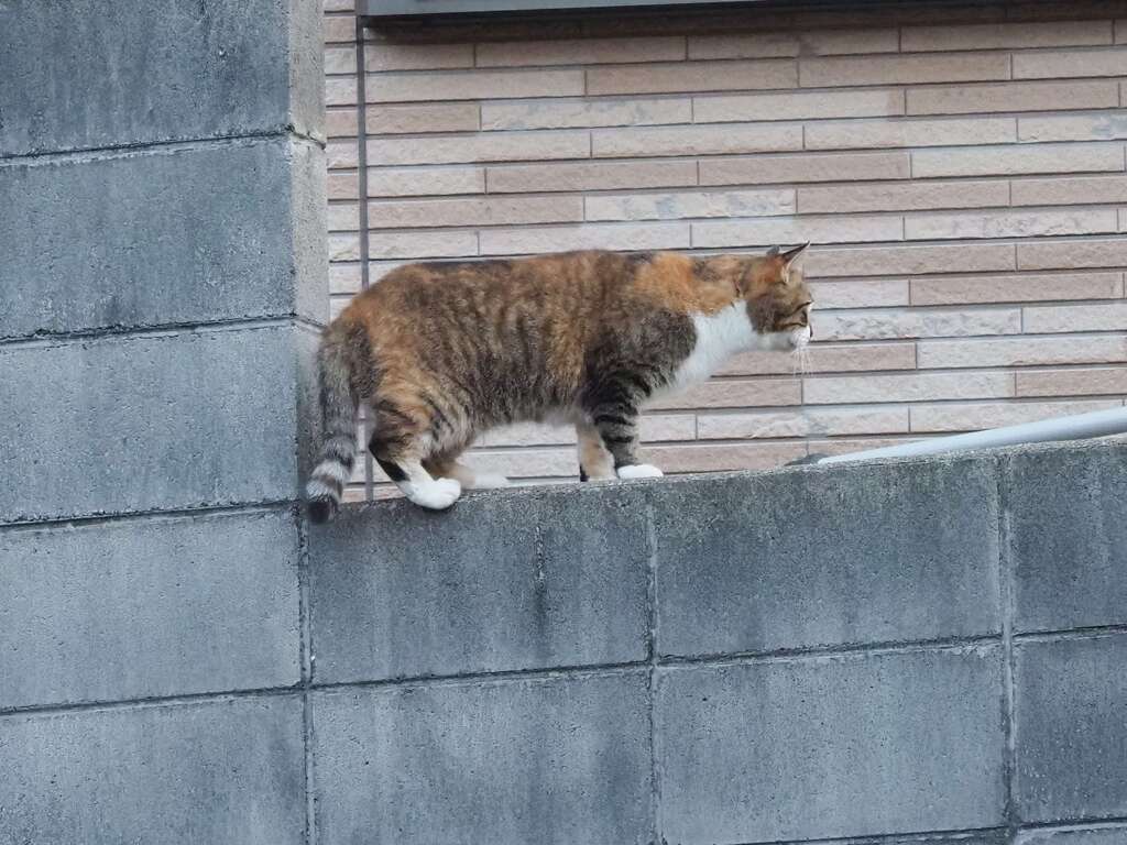 ？（塀の上）　♪