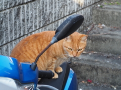 「ねこちゃんライダー」♪