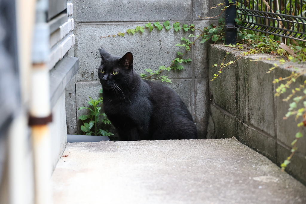 クロネコの横顔